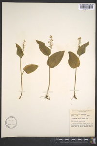 Maianthemum canadense image