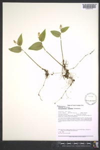 Maianthemum canadense image