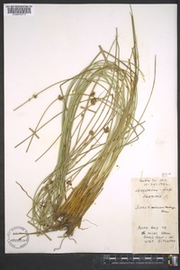 Juncus coriaceus image