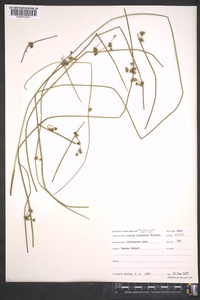 Juncus coriaceus image