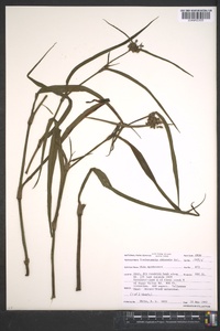 Tradescantia ohiensis image