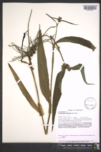 Tradescantia subaspera image