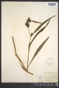 Tradescantia subaspera image