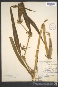 Tradescantia subaspera image