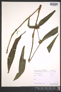 Tradescantia subaspera image