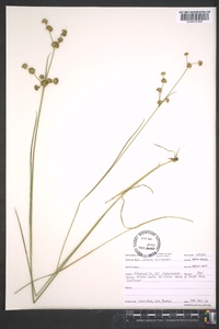 Juncus scirpoides image