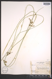 Juncus coriaceus image