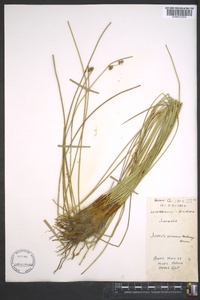 Juncus coriaceus image