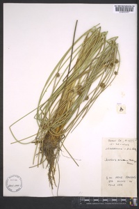 Juncus coriaceus image