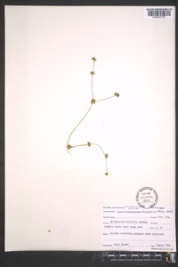 Juncus debilis image