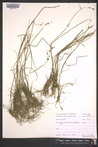 Juncus debilis image