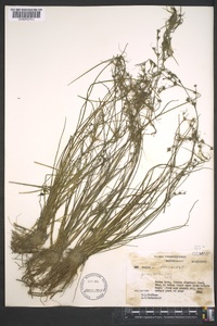 Juncus debilis image