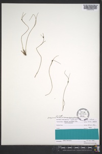 Juncus trifidus image