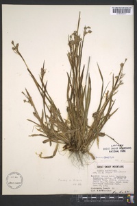 Luzula bulbosa image