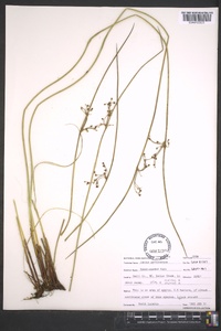 Juncus gymnocarpus image