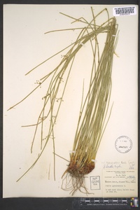 Juncus gymnocarpus image