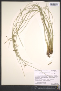 Juncus gymnocarpus image