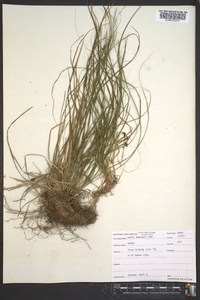 Carex emmonsii image