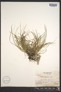 Carex emmonsii image