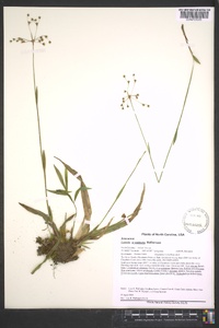 Luzula acuminata image