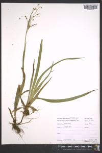 Luzula acuminata image