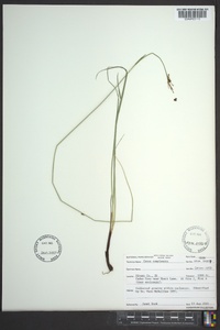 Carex complanata image