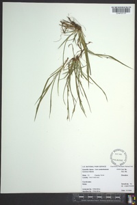 Carex cumberlandensis image