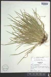 Carex cumberlandensis image