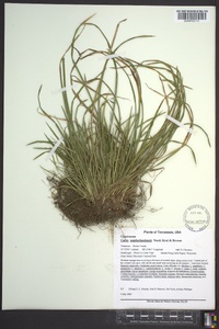 Carex cumberlandensis image