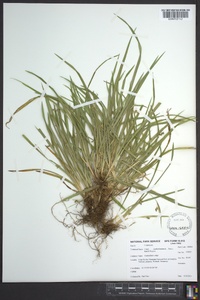 Carex cumberlandensis image