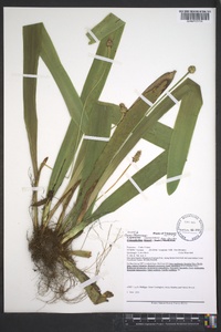 Carex fraseriana image