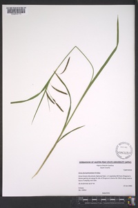 Carex fumosimontana image