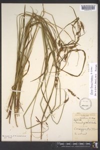 Carex fumosimontana image