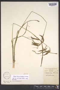 Carex fumosimontana image