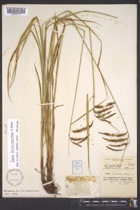 Carex fumosimontana image