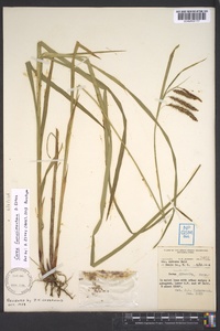 Carex fumosimontana image