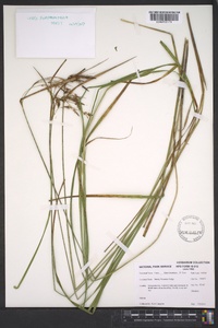 Carex fumosimontana image