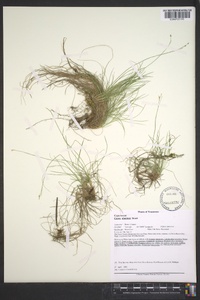 Carex eburnea image