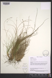 Carex eburnea image