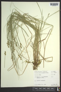 Carex incomperta image