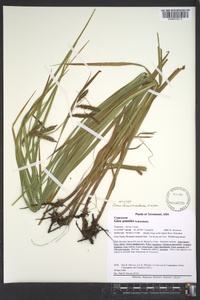 Carex fumosimontana image