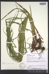 Carex fumosimontana image