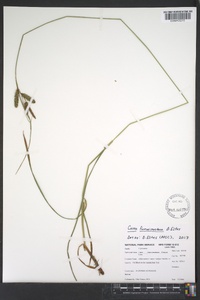 Carex fumosimontana image