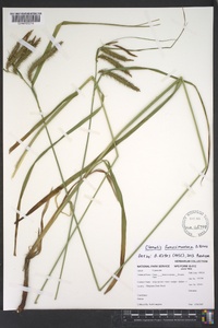 Carex fumosimontana image