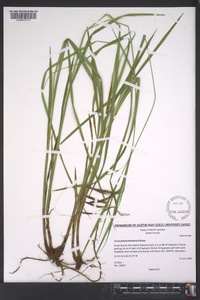 Carex fumosimontana image