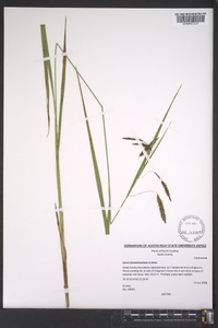 Carex fumosimontana image