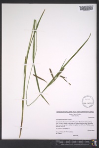 Carex fumosimontana image