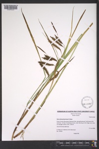 Carex fumosimontana image