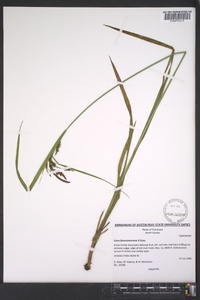 Carex fumosimontana image