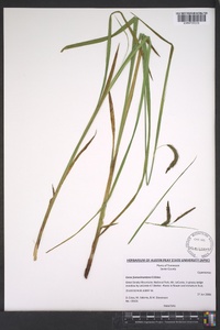 Carex fumosimontana image